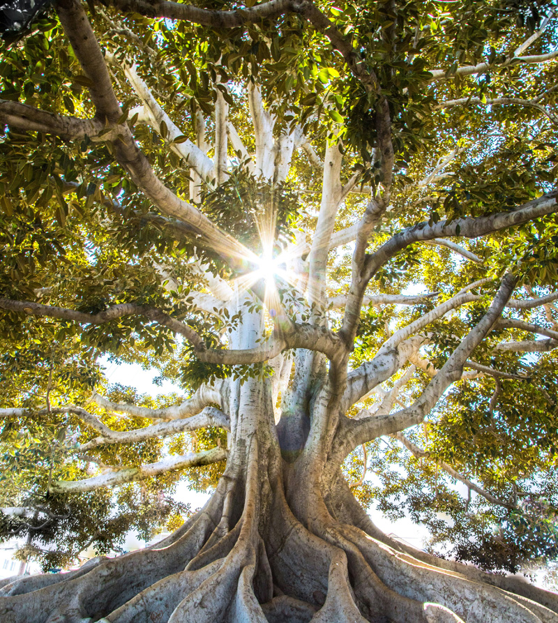 Baum mit Sonne im Hintergrund